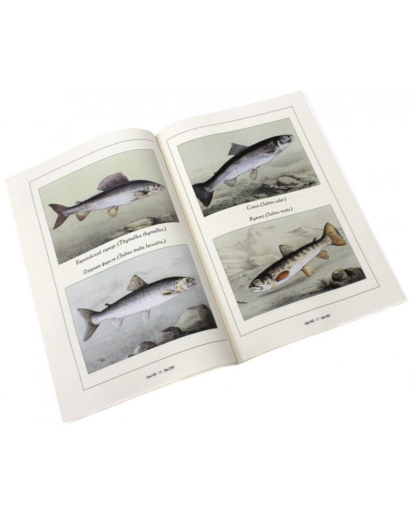 Рыбы и рыбалка