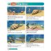 Super Minds. Level 3. Student's Book with DVD (+ DVD)