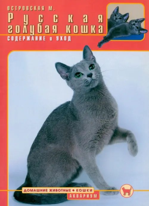 Домашние животные. Кошки Русская голубая кошка. Содержание и уход