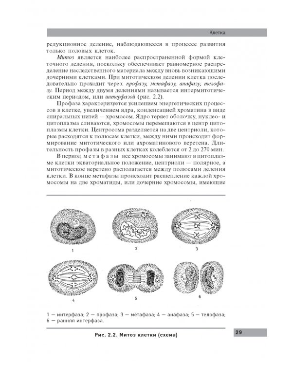 Анатомия и физиология человека: учебное пособие