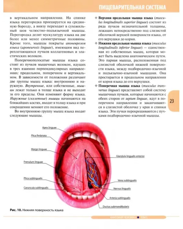 Анатомия человека. Учебник. В 3-х томах. Том 2. Спланхнология и сердечно-сосудистая система
