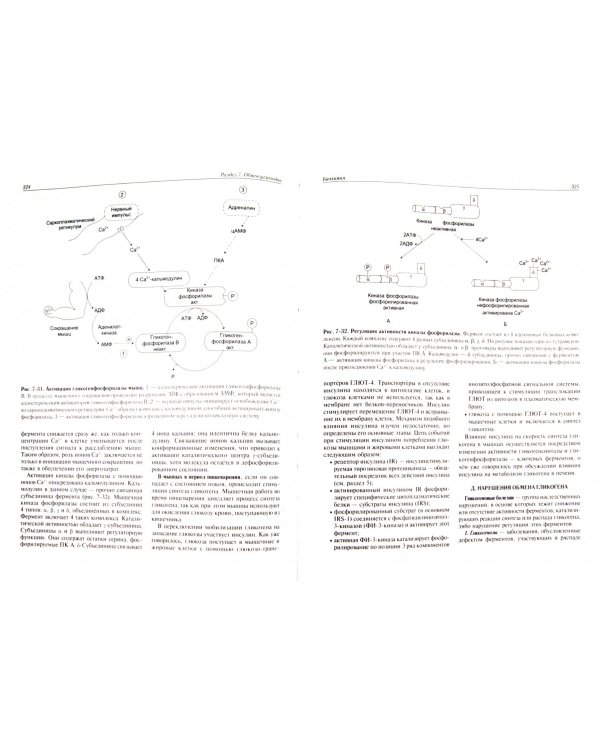 Биохимия. Учебник