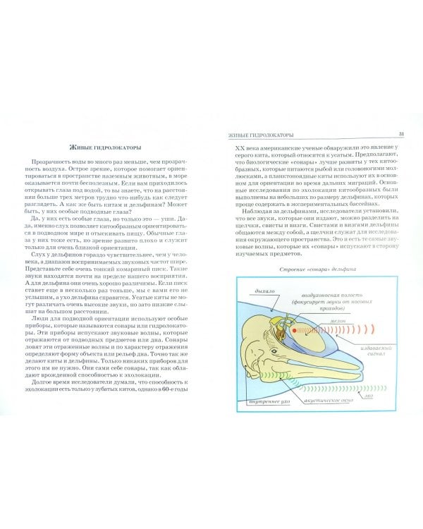 Дельфины и киты. Школьный путеводитель