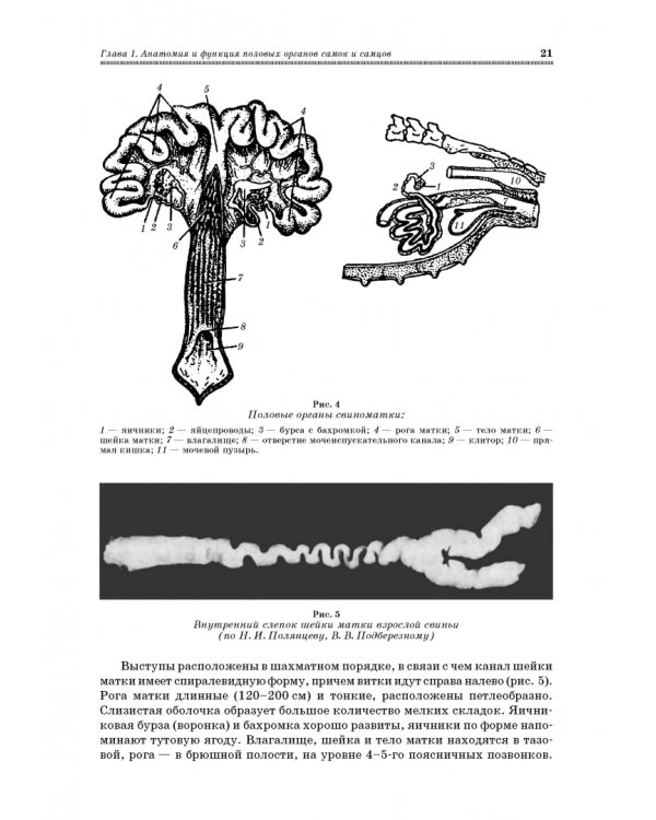 Ветеринарное акушерство, гинекология и биотехнология размножения