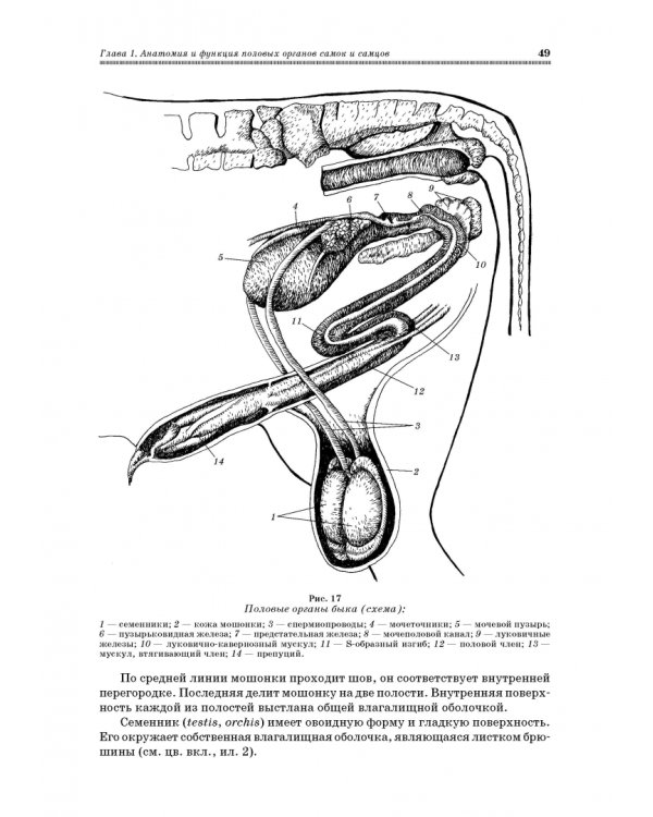Ветеринарное акушерство, гинекология и биотехнология размножения
