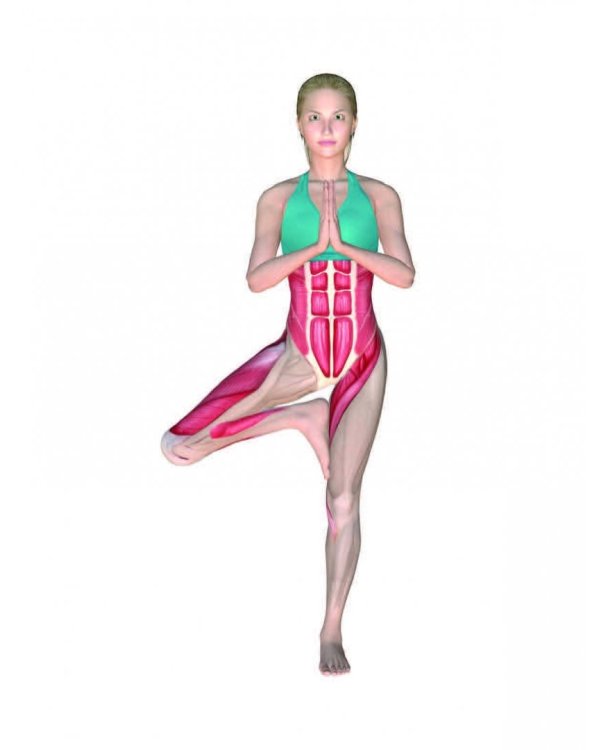 Наглядная йога. 50 базовых асан с анатомическими иллюстрациями