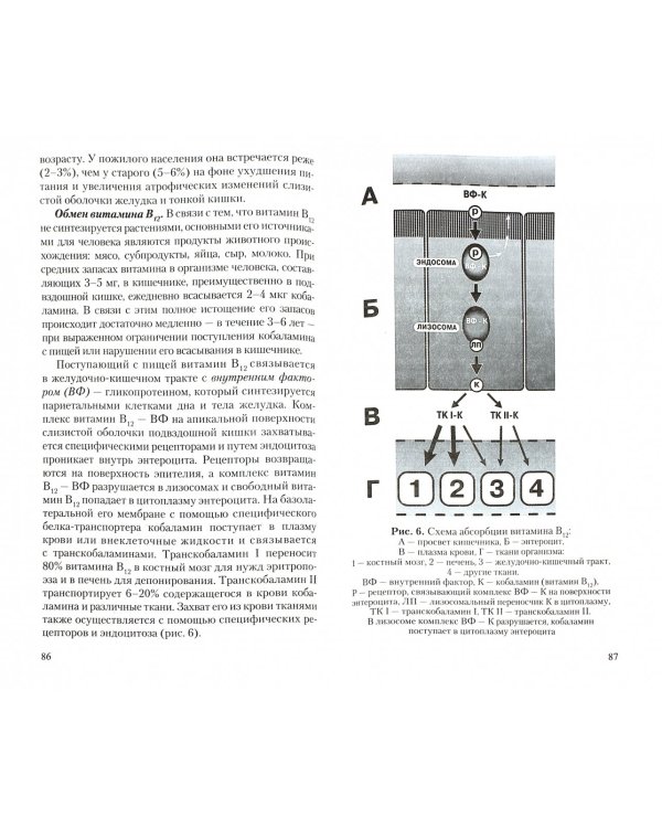 Дополнительное изображение книги «Анемия. Учебное пособие»
