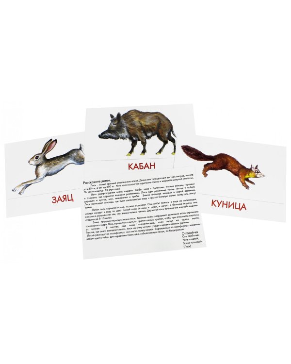 Дидактические карточки. Животные наших лесов