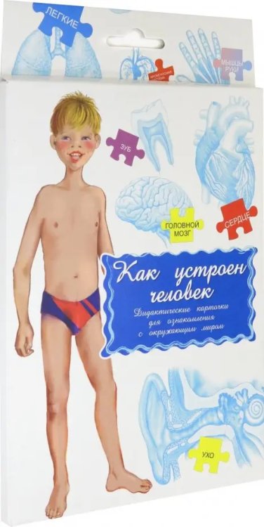 Дидактические карточки. Как устроен человек? Дидактические карточки. Как устроен человек?