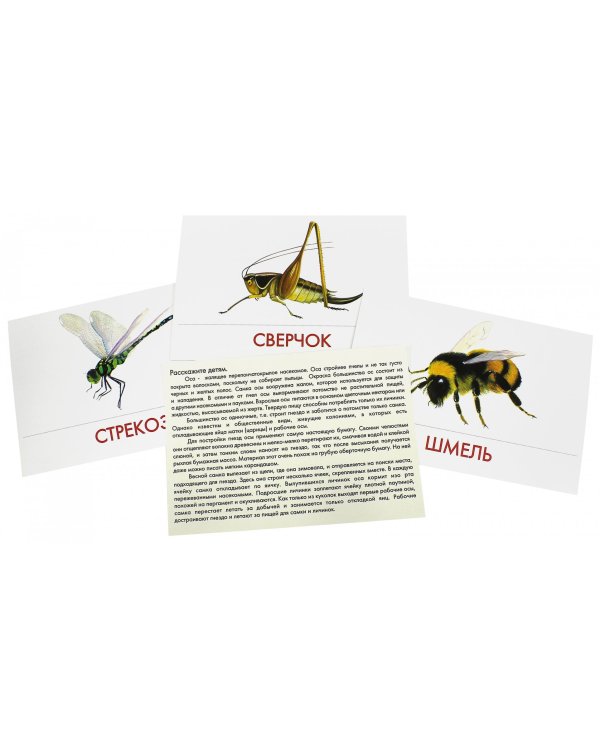 Дидактические карточки. Насекомые