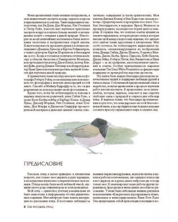 Как рисовать птиц