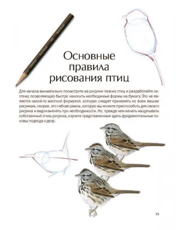 Как рисовать птиц