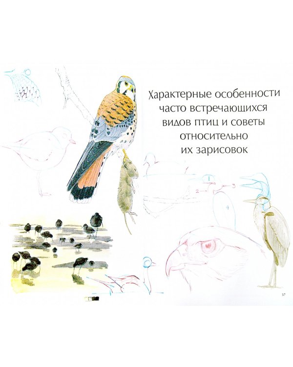 Как рисовать птиц