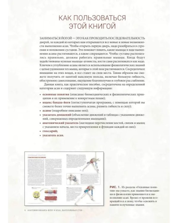 Анатомия виньяса-флоу и асан, выполняемых стоя