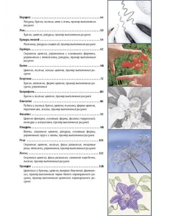 Рисование цветов от бутона до листьев