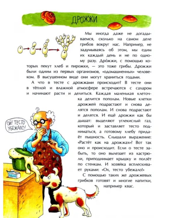 Грибное царство