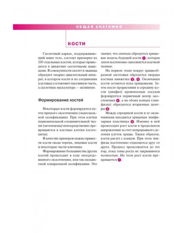 Спортивная анатомия