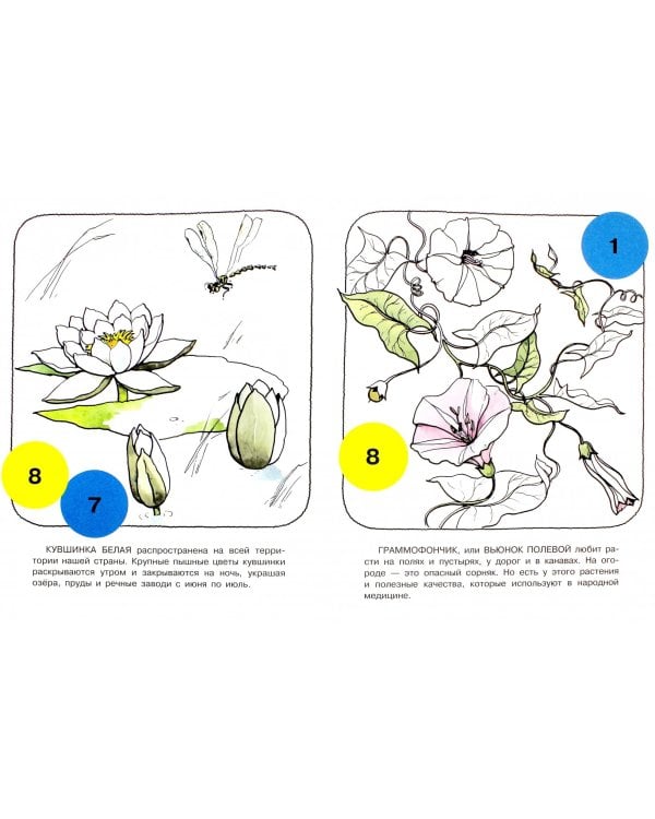 Цветочные часы