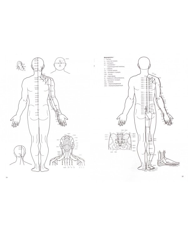 Акупунктура и апитерапия при лечении заболеваний костно-мышечной системы. Практическое руководство