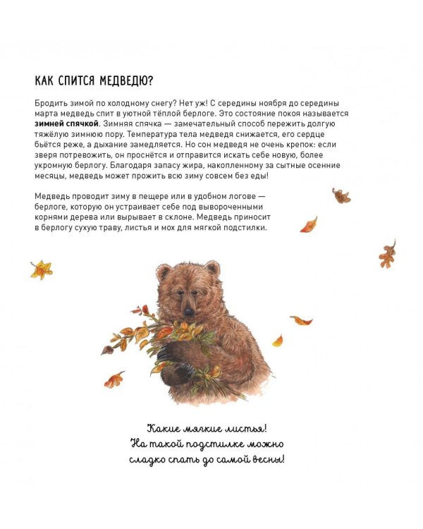 Животные в природе. Медведь