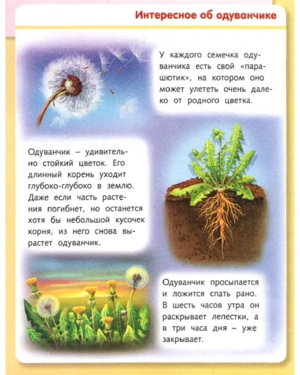 Удивительные превращения. Как живут и развиваются растения