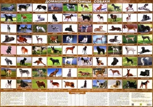Настольные издания Домашние питомцы. Собаки. Настольное издание