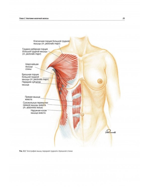 Онкопластическая хирургия молочной железы