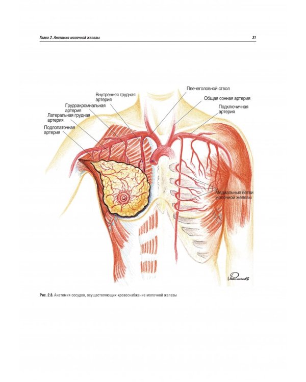 Онкопластическая хирургия молочной железы