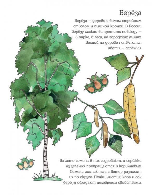 Мой первый гербарий. Цветы и листья. ФГОС