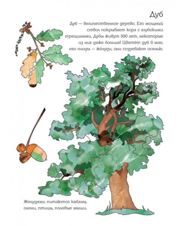 Мой первый гербарий. Цветы и листья. ФГОС