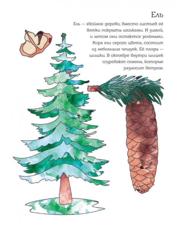 Мой первый гербарий. Цветы и листья. ФГОС