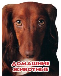 Домашние животные