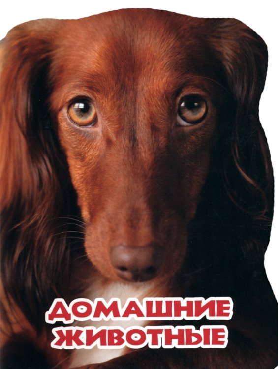 Домашние животные