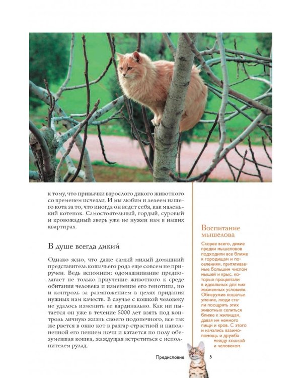 Все о кошках