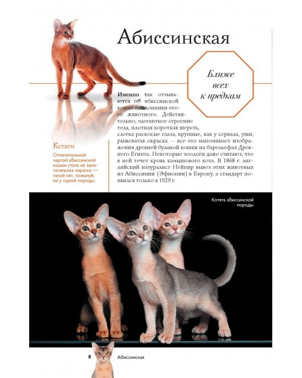 Все о кошках