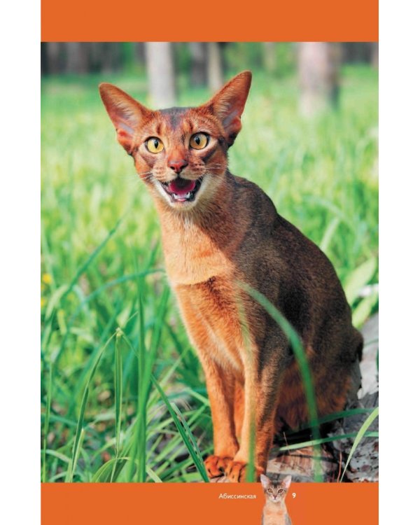 Все о кошках