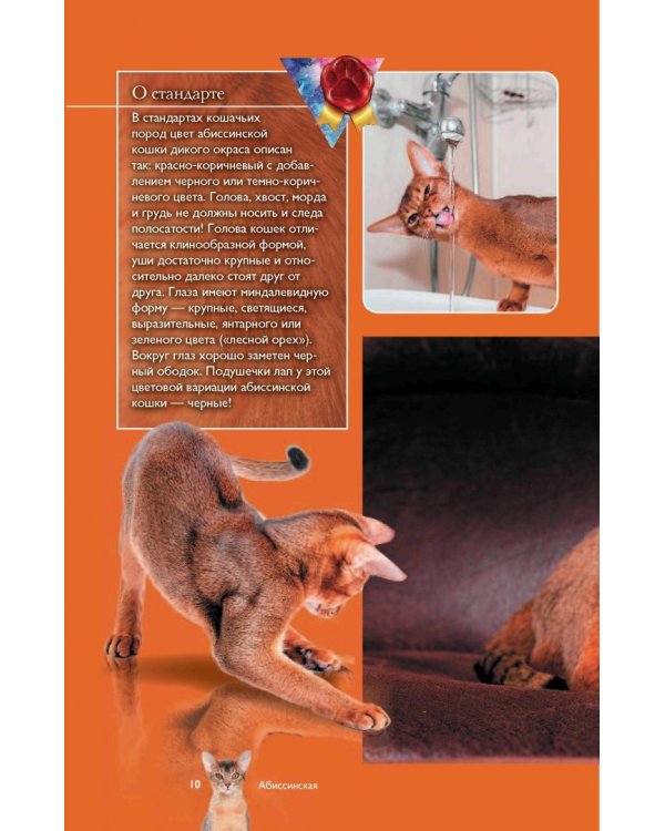 Все о кошках