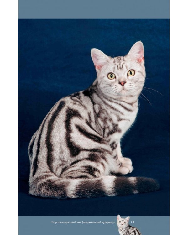 Все о кошках