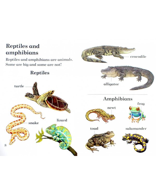 Reptiles and Amphibians