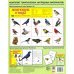 Демонстрационные картинки "Зимующие птицы" (16 картинок) Демонстрационные картинки "Зимующие птицы" (16 картинок)