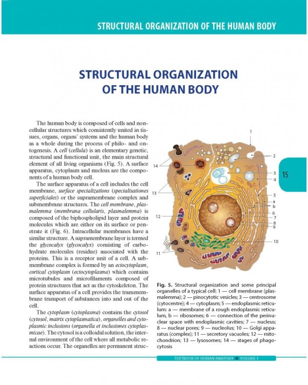Textbook of Human Anatomy. Volume 1: Locomotor apparаtus