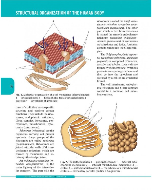 Textbook of Human Anatomy. Volume 1: Locomotor apparаtus