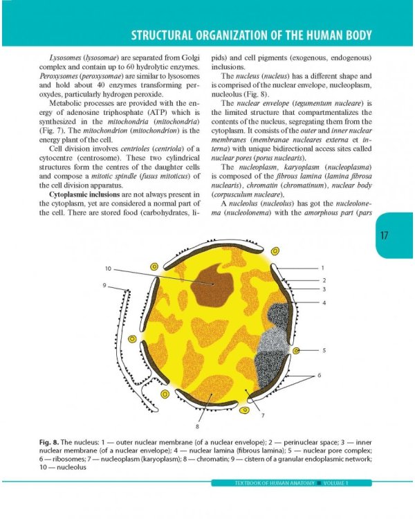 Textbook of Human Anatomy. Volume 1: Locomotor apparаtus