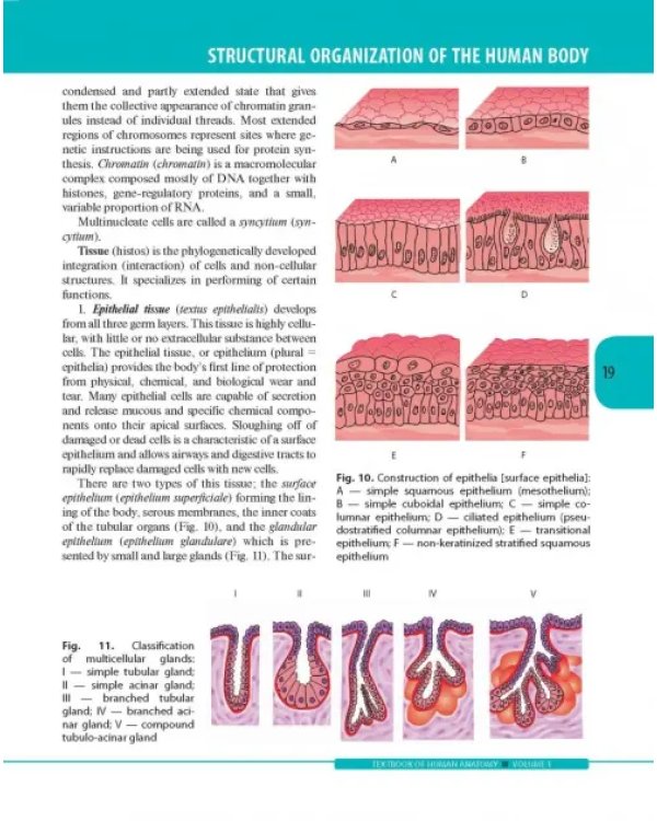 Textbook of Human Anatomy. Volume 1: Locomotor apparаtus