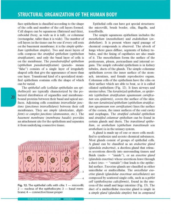 Textbook of Human Anatomy. Volume 1: Locomotor apparаtus