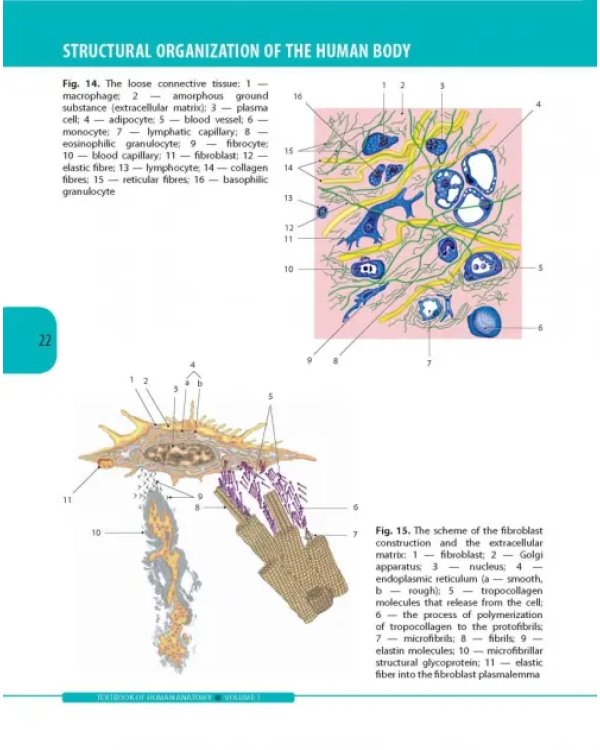 Textbook of Human Anatomy. Volume 1: Locomotor apparаtus
