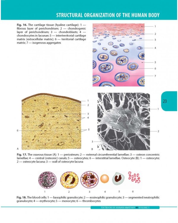 Textbook of Human Anatomy. Volume 1: Locomotor apparаtus