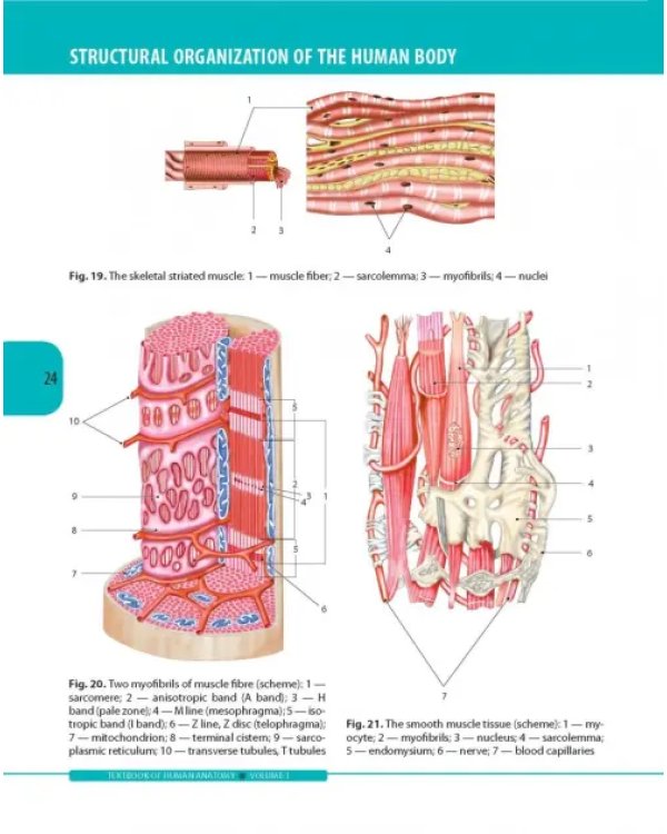 Textbook of Human Anatomy. Volume 1: Locomotor apparаtus
