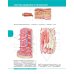 Textbook of Human Anatomy. Volume 1: Locomotor apparаtus
