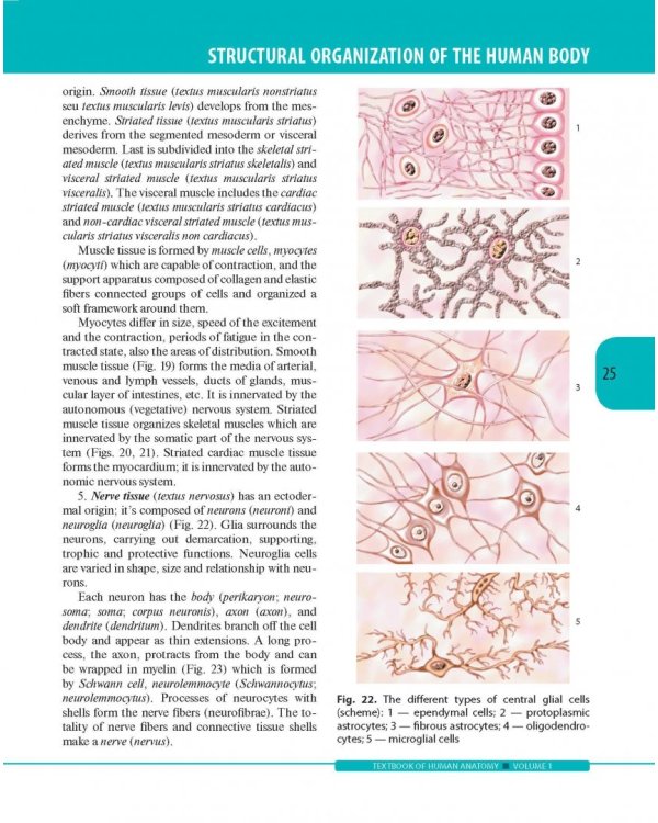 Textbook of Human Anatomy. Volume 1: Locomotor apparаtus
